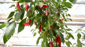 山东食品安全抽检通报 30批次不合格，济南人民大润发等知名商超食用农产品问题突出