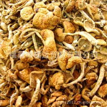 热销福建农产品批发 古田食用菌与滑子菇的商机探索