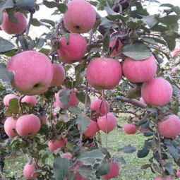 山东省日照市莒县腾达农产品公司 优质食用农产品批发供应商，价格优势尽显